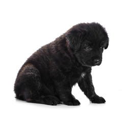 Obraz premium Golden Retriever puppy dog isolated on white background