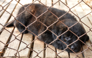 Poor puppies in the cage