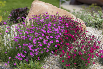 Carnations are beautiful flowers for your garden close up