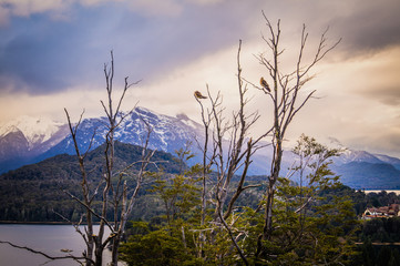 Two birds perched on the branches of a tree with snowy mountains in the background.