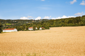 Fototapeta premium Landscape in Norway