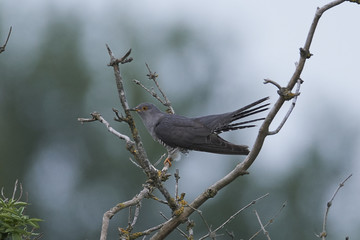 Common cuckoo (Cuculus canorus)