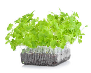Mustard Green Fresh Vegetables isolated on a white background