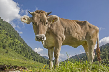 Fototapeta na wymiar Kuh auf einer Almwiese in den Stubaier Alpen