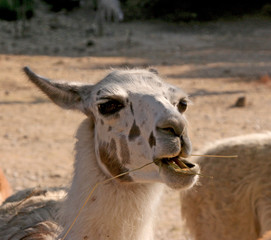 tête de lama © helenedevun