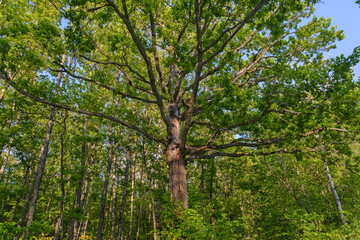 Large high oak
