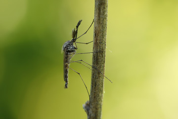 Mosquito resting on the grass.