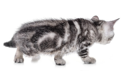 Pet kitten  on the white background