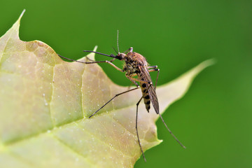 Mosquito resting on the grass.