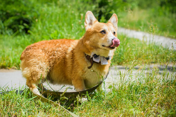 Naklejka na ściany i meble English fashionable breed of corgi dogs. Favorite breed of the Queen of England. Human best friend 