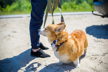 English fashionable breed of corgi dogs. Favorite breed of the Queen of England. Human best friend 