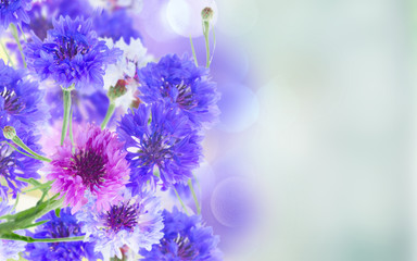 Blue cornflowers banner