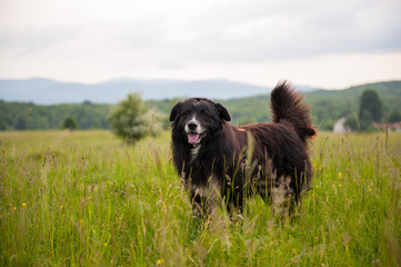 Portrait of big black dog in the field with tall green grass. Sheep protector.