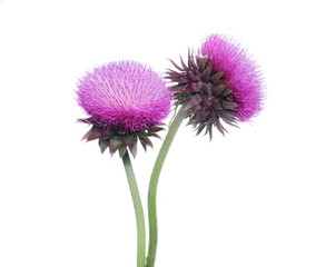 Burdock flower isolated on white background