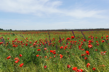 Fototapeta na wymiar Wild red poppy is self-made, or field (lat. Papaver rhoeas) on the Taman Peninsula