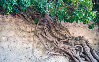 Ancient Liana tree on a stone mountain wall. Intertwining branches, green leaves.