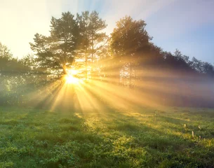 Fensteraufkleber panorama landscape with sun and forest and meadow at sunrise © yanikap