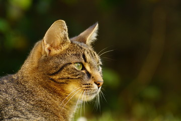 Katzenporträt
