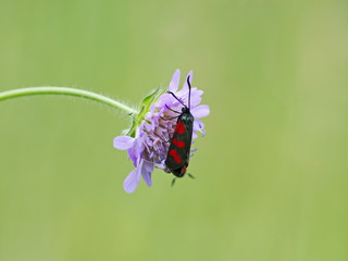Blutströpfchen auf Acker-Witwenblume