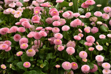 Petunia flowers grow on the flowerbed. Care of plants.