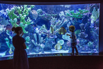 Family observing fish at the aquarium