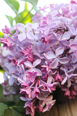 Fototapeta premium Blooming lilac close-up