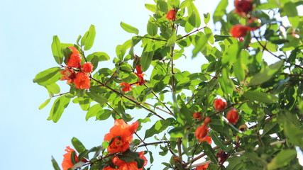 pomegranate tree