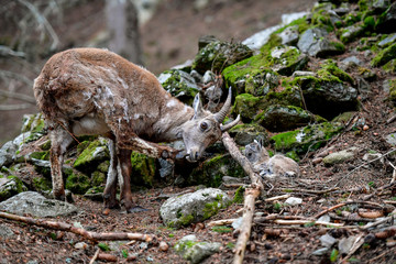 Faune sauvage - Chamonix