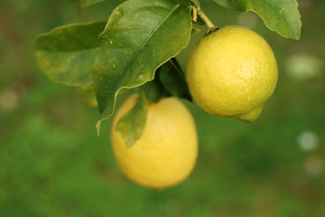 limones colgando de la rama de un &aacute;rbol con fondo verde