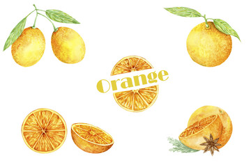 Watercolor orange fruits. Fresh illustration. Painting hand drawn art color juicy element on white background