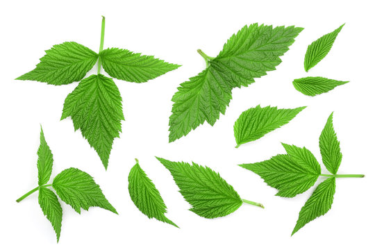 Raspberry leaves isolated on white background. Top view. Flat lay