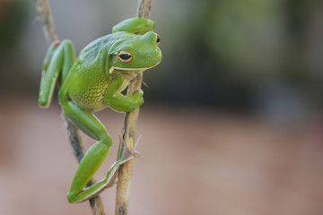 Pose Frog