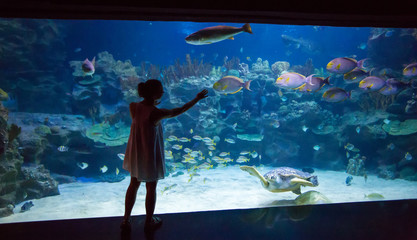 Obraz premium Woman in the oceanarium plays with the turtle