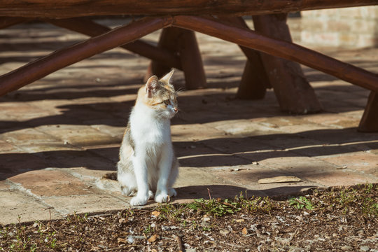 Image of beautiful stray cat sitting outdoor.