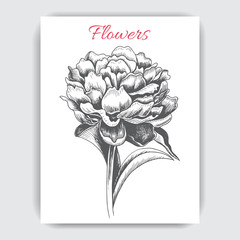Vector illustration sketch - card with flowers peony