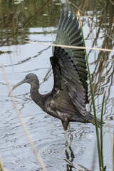 Glossy Ibis (Plegadis flcinellus) with wings spread, in water