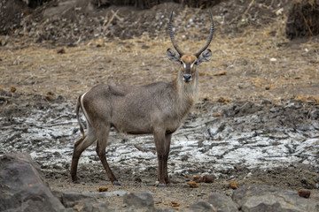Waterbuck male in a muddy waterhole in Kruger National Park in South Africa