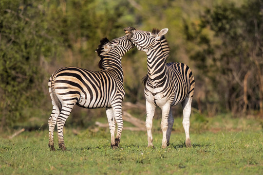Fighting zebra in Sabi Sands Private Game Reserve part of the Greater Kruger Region in South Africa