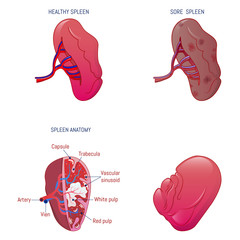 Spleen milt anatomy icons set. Cartoon illustration of 4 spleen milt anatomy vector icons for web - obrazy, fototapety, plakaty