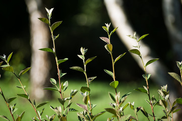 Shrubs poking buds with background of birch trees and green grass.