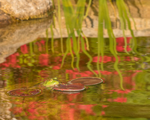 Green frog peering over lily pad with abstract green and red plant reflections.