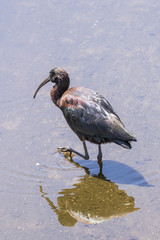 Glossy Ibis (Plegadis falcinellus) hunting prey in shallow water