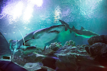 Shark in the oceanarium
