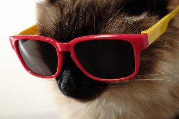 Funny cat with sunglasses