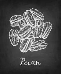 Naklejka premium Chalk sketch of pecan