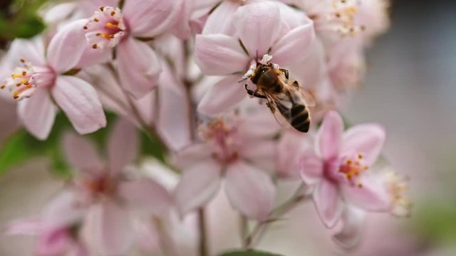 Bienen und Bl&uuml;ten Zusammenschnitt