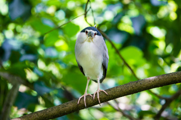 Bird in the zoo
