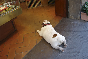 a stocky white bulldog lying on the doorstep of a grocery
