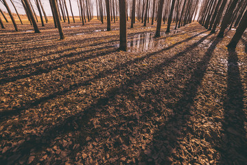 Photo of tree shadows in autumn.