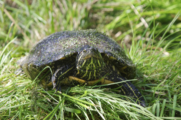 Wasserschildkröte - Sumpfschildkröte